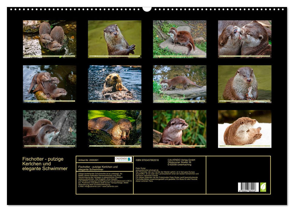 Fischotter - putzige Kerlchen und elegante Schwimmer (CALVENDO Wandkalender 2026)