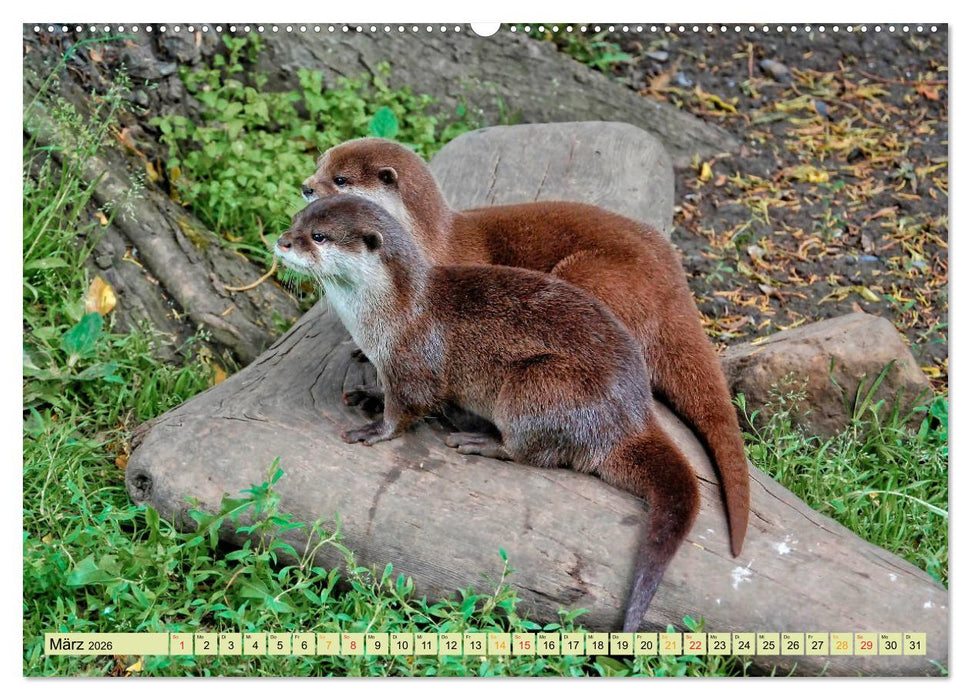 Fischotter - putzige Kerlchen und elegante Schwimmer (CALVENDO Wandkalender 2026)