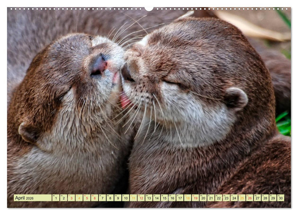 Fischotter - putzige Kerlchen und elegante Schwimmer (CALVENDO Wandkalender 2026)