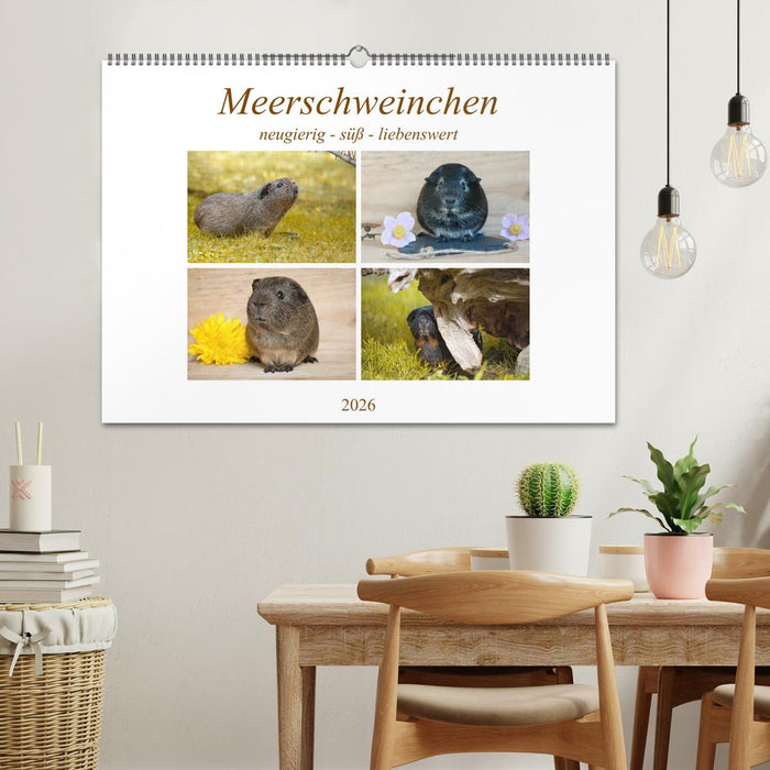 MEERSCHWEINCHEN neugierig - süß - liebenswert (CALVENDO Wandkalender 2026)