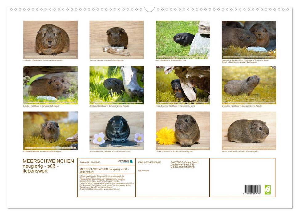 MEERSCHWEINCHEN neugierig - süß - liebenswert (CALVENDO Wandkalender 2026)