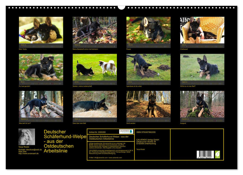 Deutscher Schäferhund-Welpe - aus der Ostdeutschen Arbeitslinie (CALVENDO Wandkalender 2026)