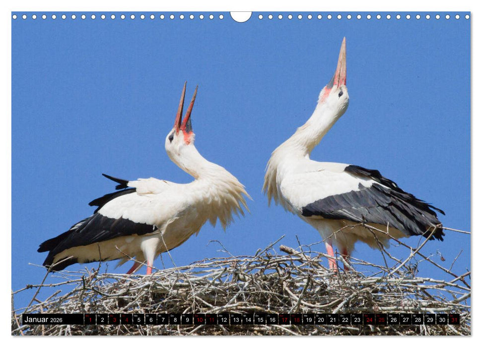 Die Sandershäuser Störche (CALVENDO Wandkalender 2026)