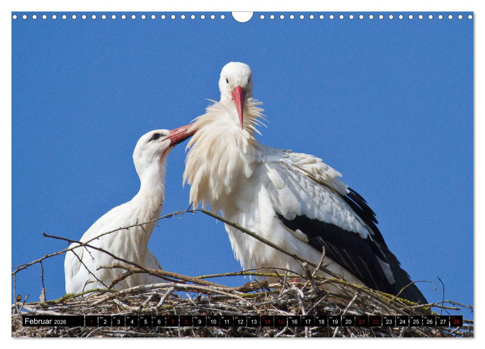 Die Sandershäuser Störche (CALVENDO Wandkalender 2026)