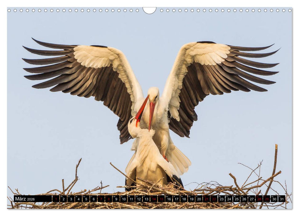 Die Sandershäuser Störche (CALVENDO Wandkalender 2026)