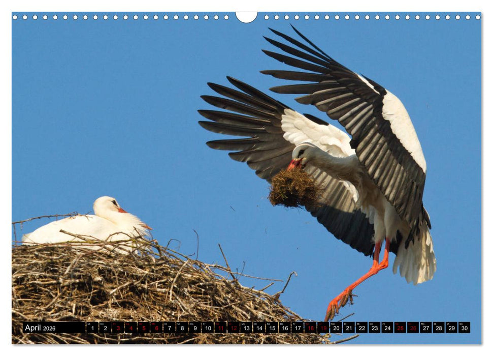 Die Sandershäuser Störche (CALVENDO Wandkalender 2026)