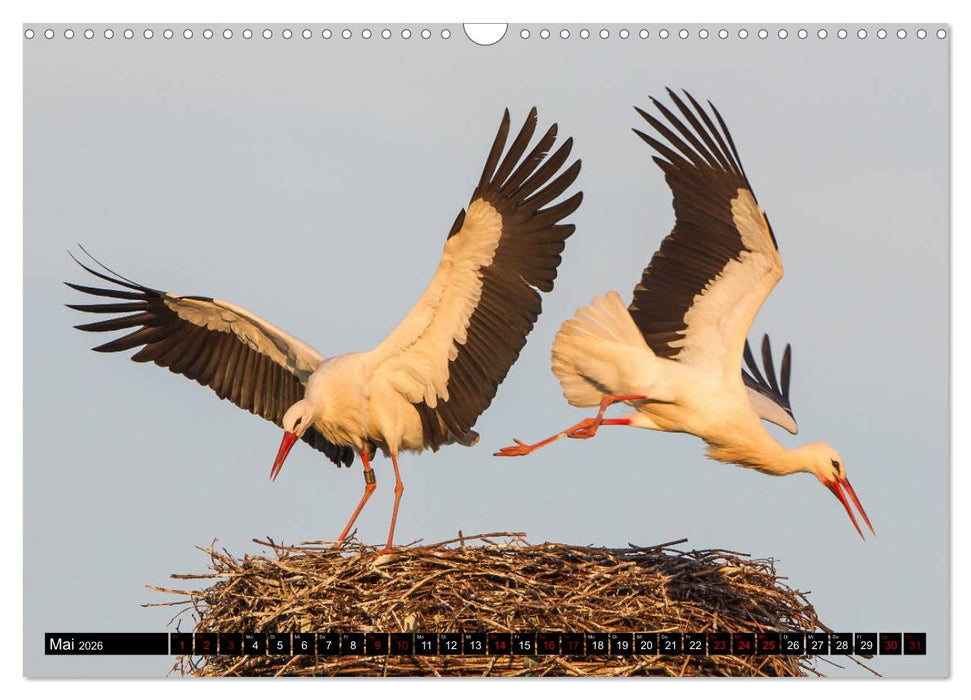 Die Sandershäuser Störche (CALVENDO Wandkalender 2026)