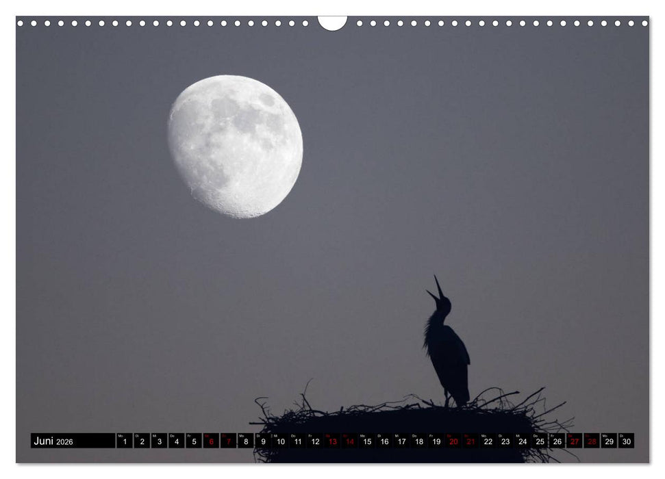 Die Sandershäuser Störche (CALVENDO Wandkalender 2026)