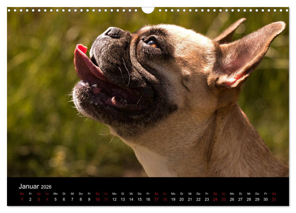 Französische Bulldoggen - Schutzengel auf 4 Pfoten (CALVENDO Wandkalender 2026)