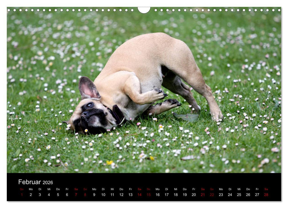Französische Bulldoggen - Schutzengel auf 4 Pfoten (CALVENDO Wandkalender 2026)