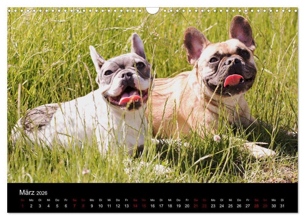 Französische Bulldoggen - Schutzengel auf 4 Pfoten (CALVENDO Wandkalender 2026)