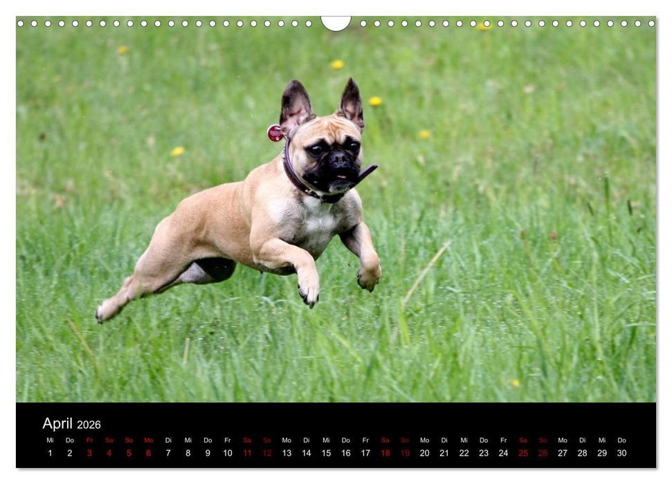 Französische Bulldoggen - Schutzengel auf 4 Pfoten (CALVENDO Wandkalender 2026)