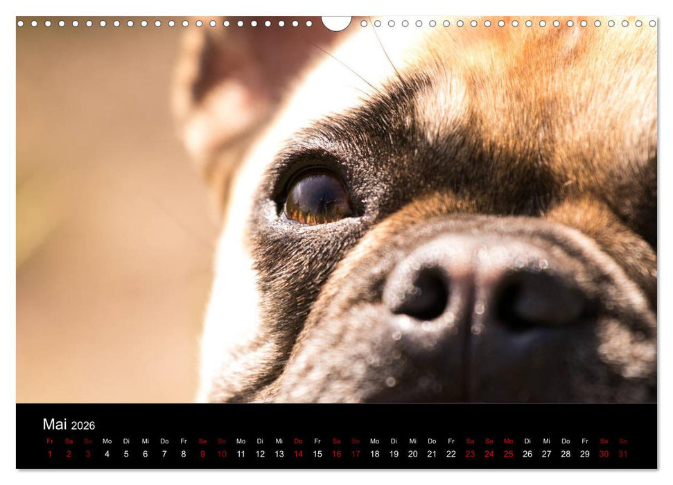 Französische Bulldoggen - Schutzengel auf 4 Pfoten (CALVENDO Wandkalender 2026)