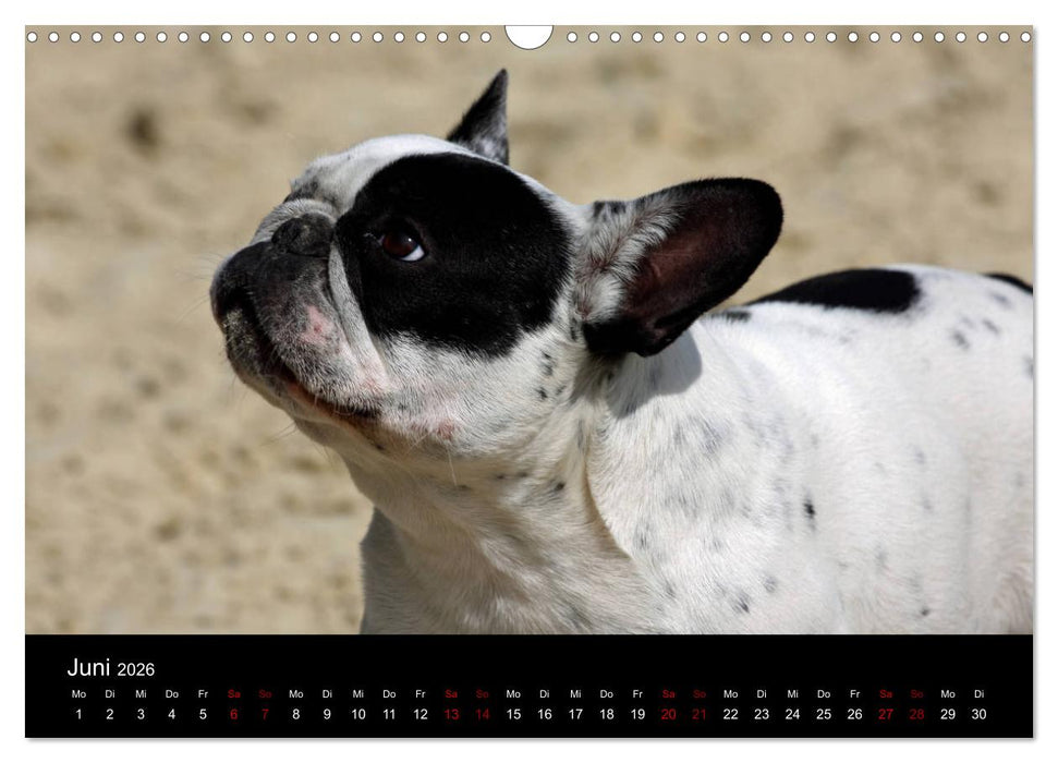 Französische Bulldoggen - Schutzengel auf 4 Pfoten (CALVENDO Wandkalender 2026)