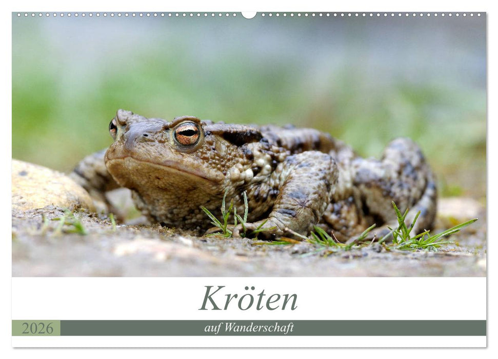 Kröten auf Wanderschaft (CALVENDO Wandkalender 2026)