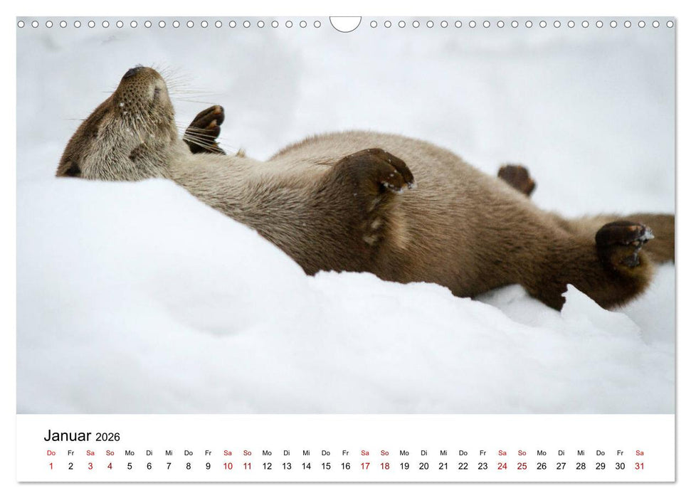 Otter - Jäger an Flüssen und Seen (CALVENDO Wandkalender 2026)