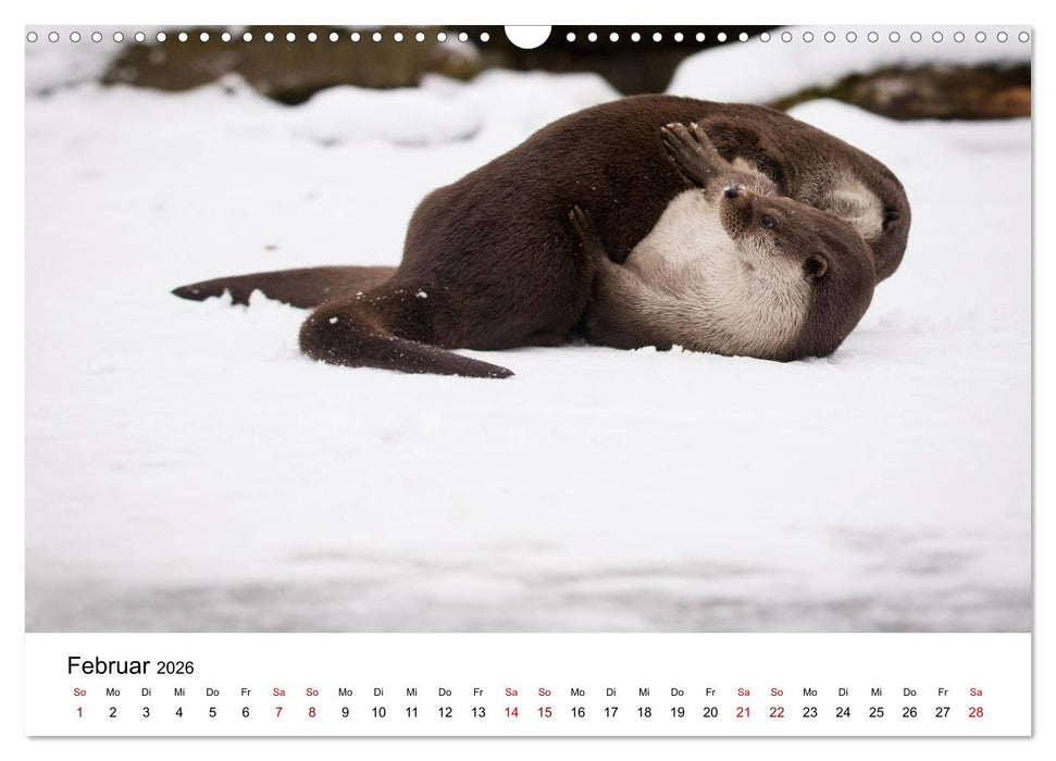 Otter - Jäger an Flüssen und Seen (CALVENDO Wandkalender 2026)