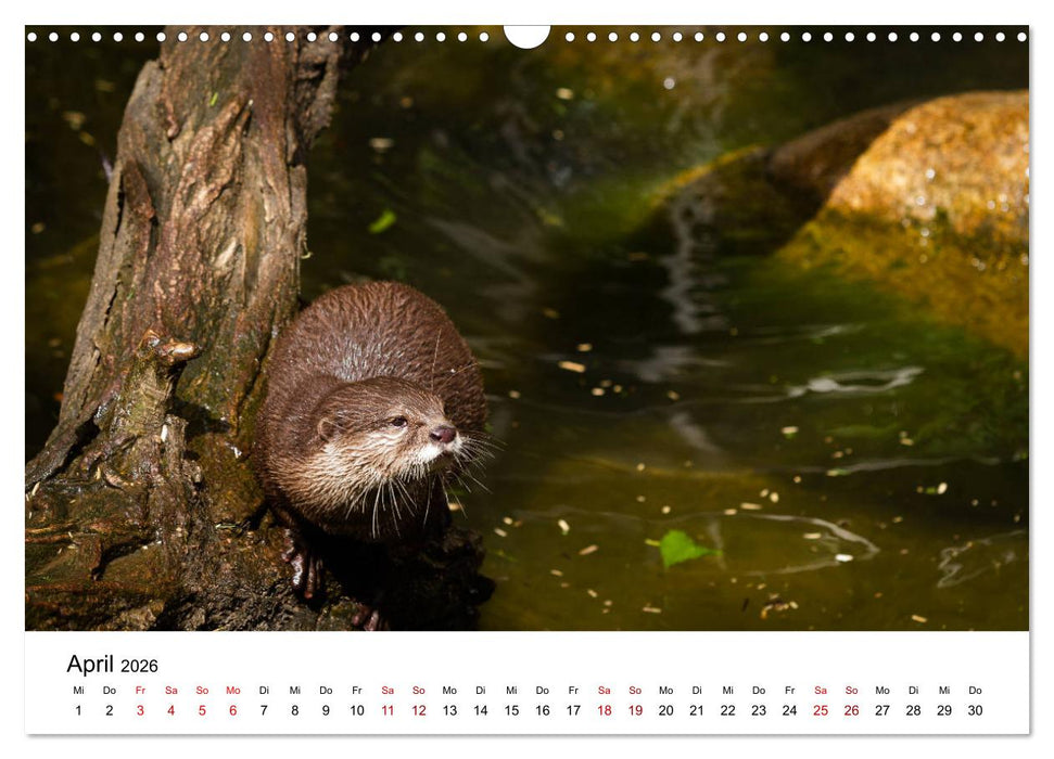 Otter - Jäger an Flüssen und Seen (CALVENDO Wandkalender 2026)