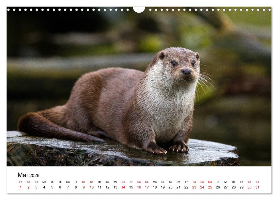 Otter - Jäger an Flüssen und Seen (CALVENDO Wandkalender 2026)