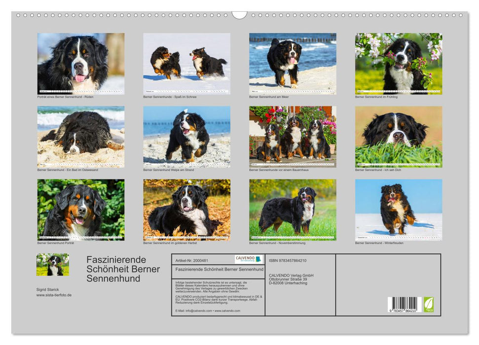 Faszinierende Schönheit Berner Sennenhund (CALVENDO Wandkalender 2026)