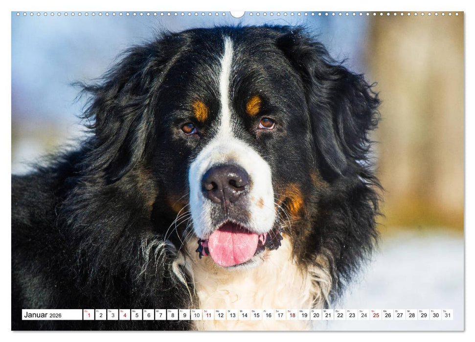 Faszinierende Schönheit Berner Sennenhund (CALVENDO Wandkalender 2026)
