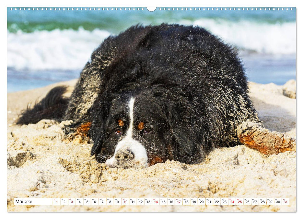 Faszinierende Schönheit Berner Sennenhund (CALVENDO Wandkalender 2026)
