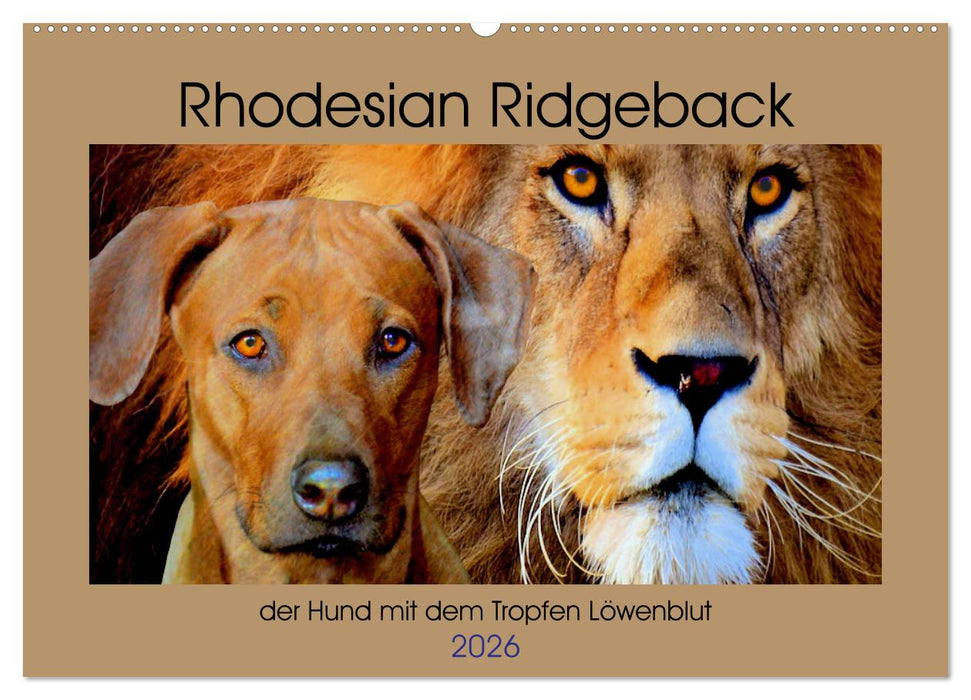 Rhodesian Ridgeback der Hund mit dem Tropfen Löwenblut (CALVENDO Wandkalender 2026)