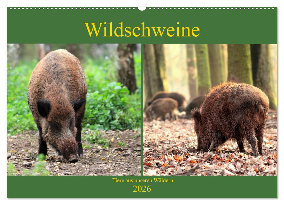 Wildschweine - Tiere aus unseren Wäldern (CALVENDO Wandkalender 2026)