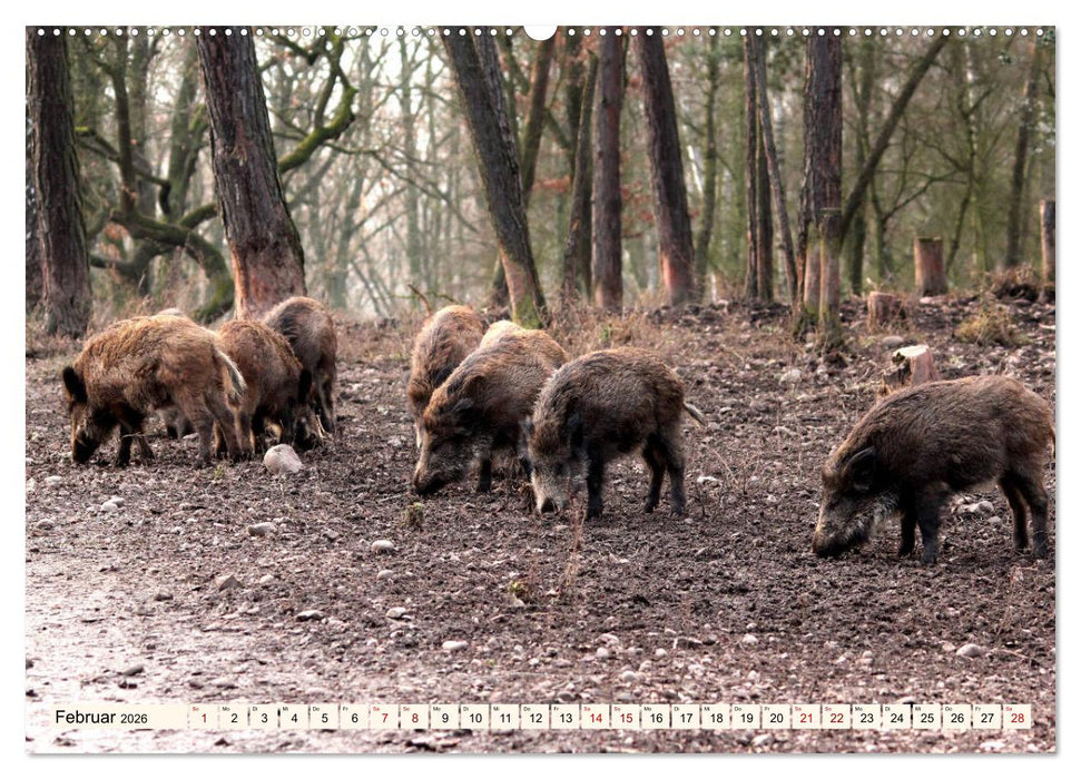 Wildschweine - Tiere aus unseren Wäldern (CALVENDO Wandkalender 2026)