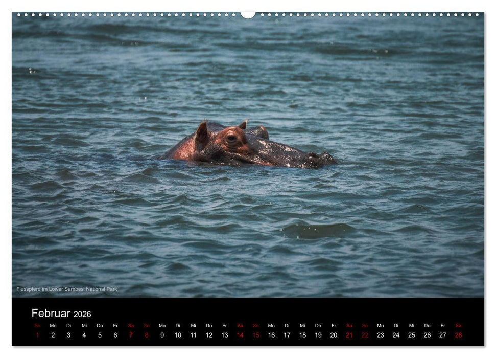 SAMBIA IM HERZEN AFRIKAS (CALVENDO Wandkalender 2026)