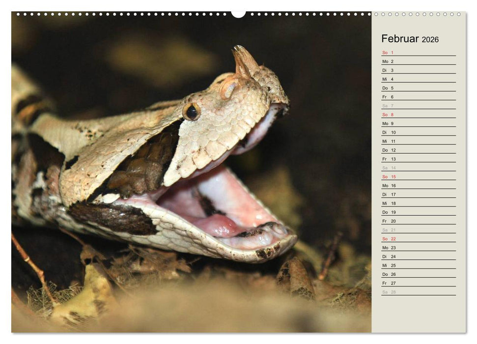 Gefährliche Schlangen (CALVENDO Wandkalender 2026)