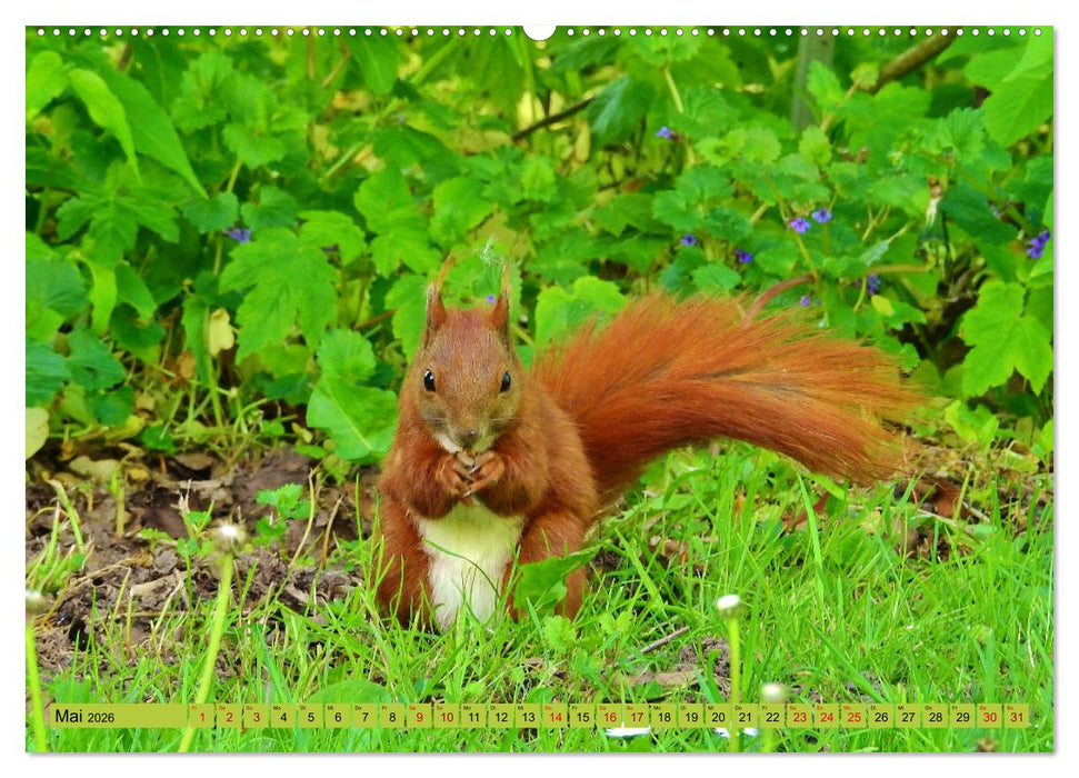 Eckernförde. Eichhörnchen im Wappen - das Meer vor der Tür (CALVENDO Premium Wandkalender 2026)