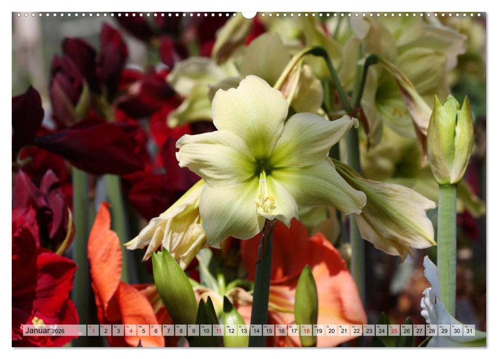 Amaryllis-Blüten (CALVENDO Wandkalender 2026)