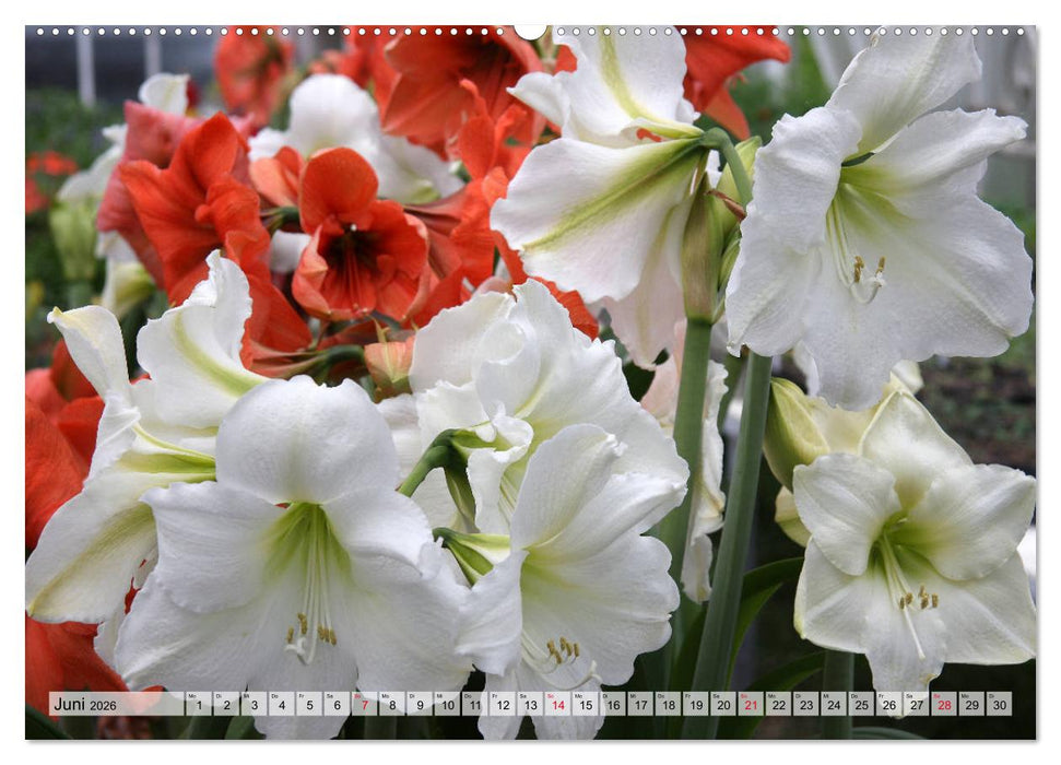 Amaryllis-Blüten (CALVENDO Wandkalender 2026)
