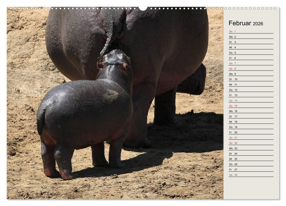 Hippos - Begegnungen in Afrika (CALVENDO Wandkalender 2026)