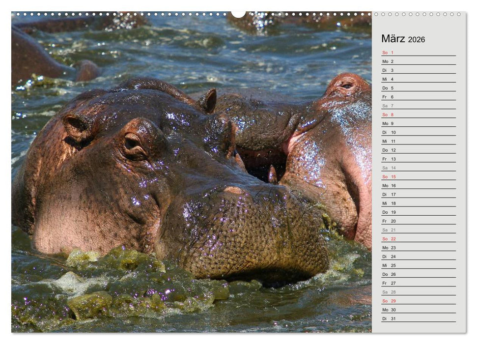 Hippos - Begegnungen in Afrika (CALVENDO Wandkalender 2026)