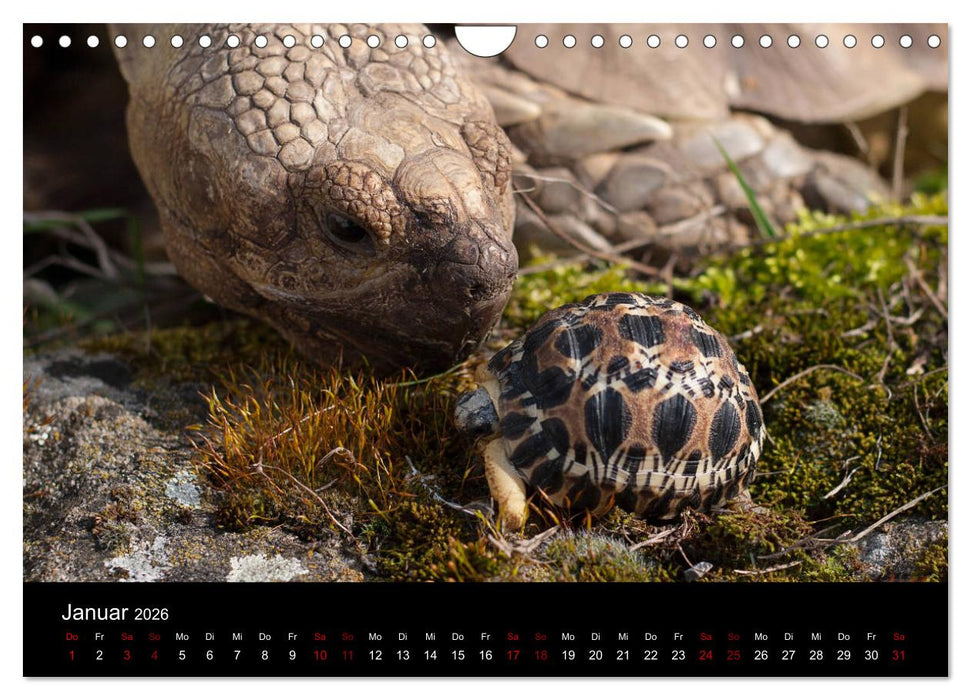 Landschildkröten (CALVENDO Wandkalender 2026)