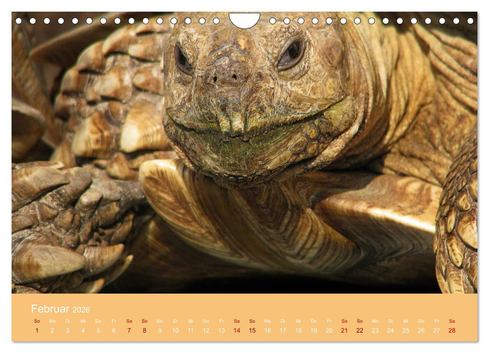 Landschildkröten (CALVENDO Wandkalender 2026)