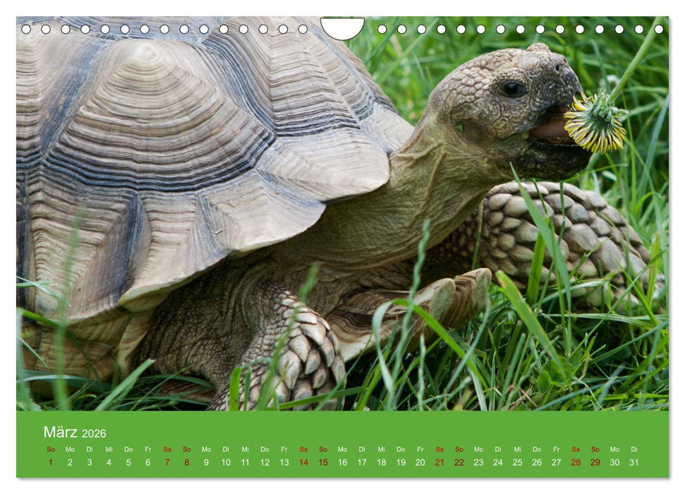 Landschildkröten (CALVENDO Wandkalender 2026)