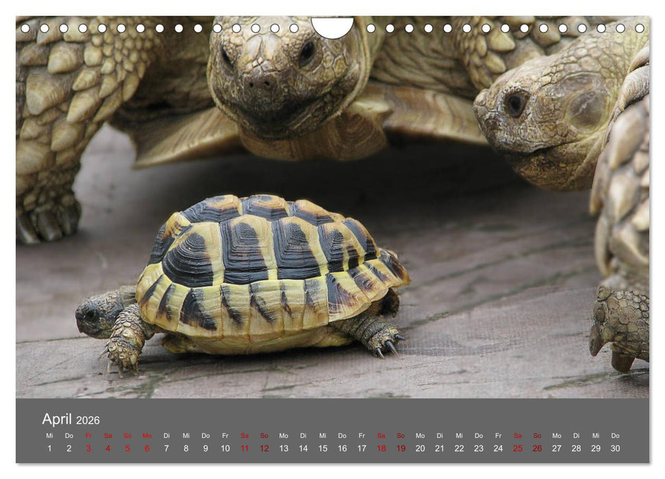 Landschildkröten (CALVENDO Wandkalender 2026)