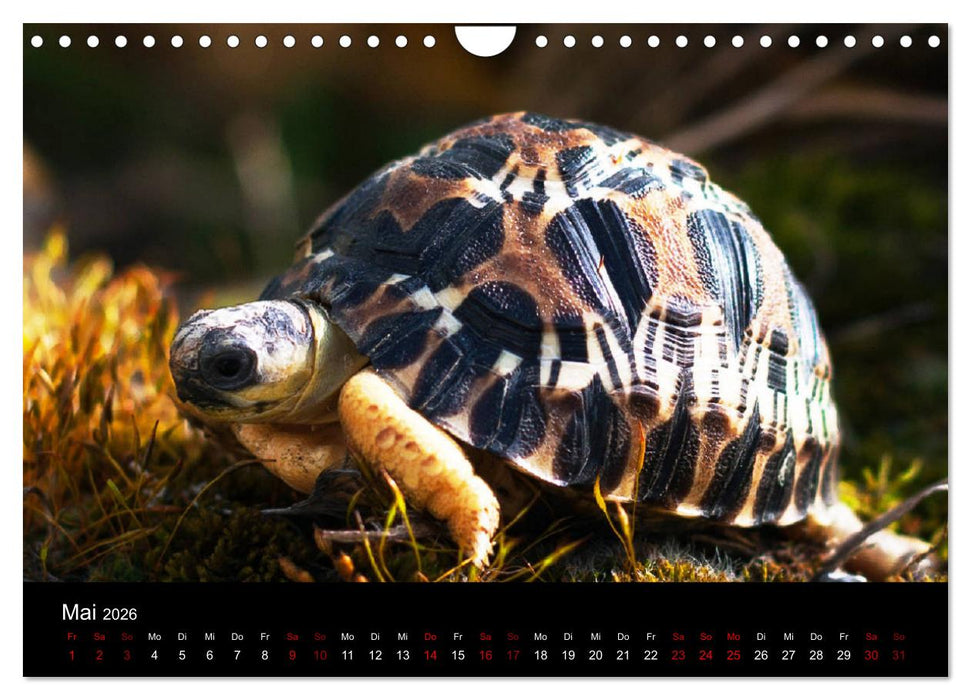 Landschildkröten (CALVENDO Wandkalender 2026)