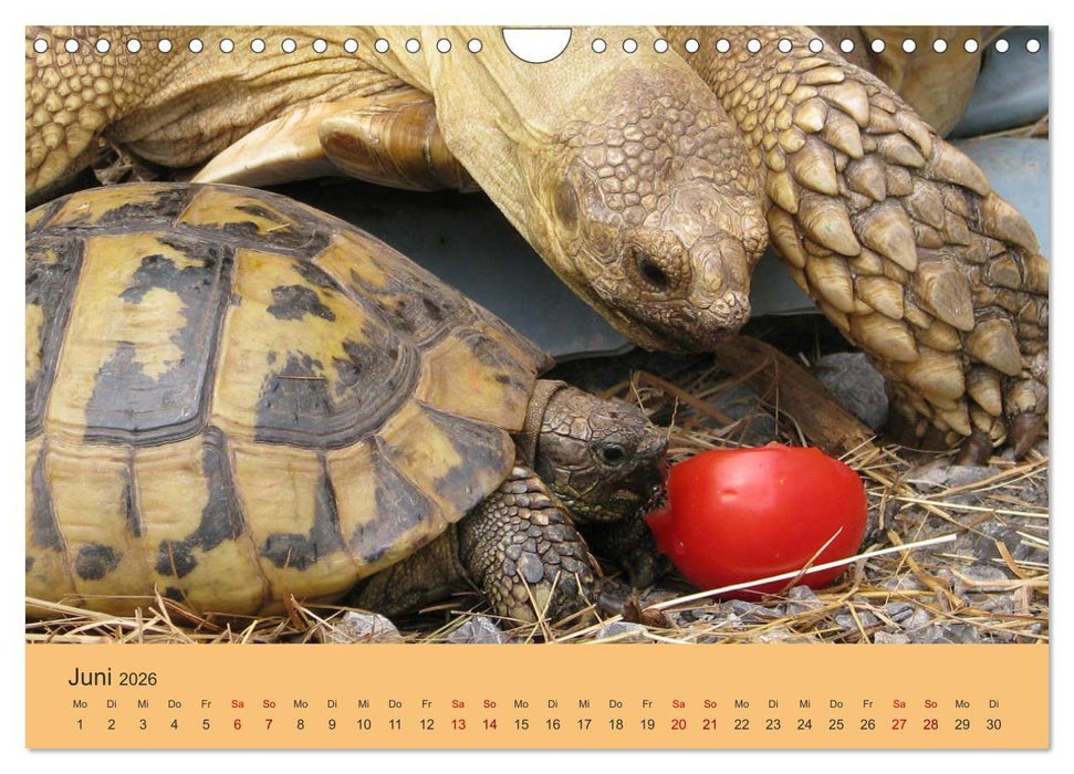Landschildkröten (CALVENDO Wandkalender 2026)
