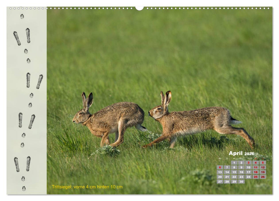 Tierspuren in der Natur (CALVENDO Wandkalender 2026)