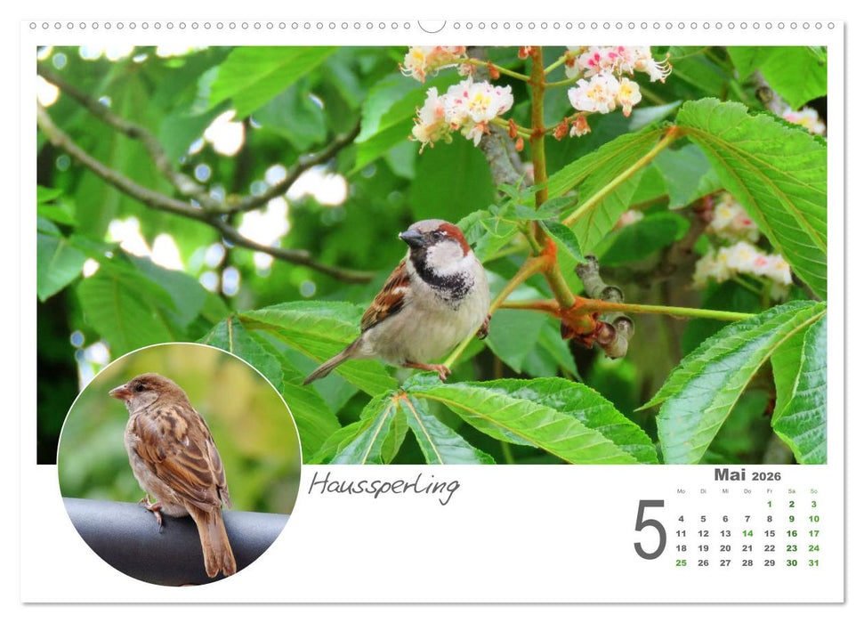 Gefiederte Gartengäste (CALVENDO Wandkalender 2026)