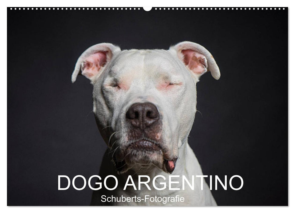 DOGO ARGENTINO (CALVENDO Wandkalender 2026)