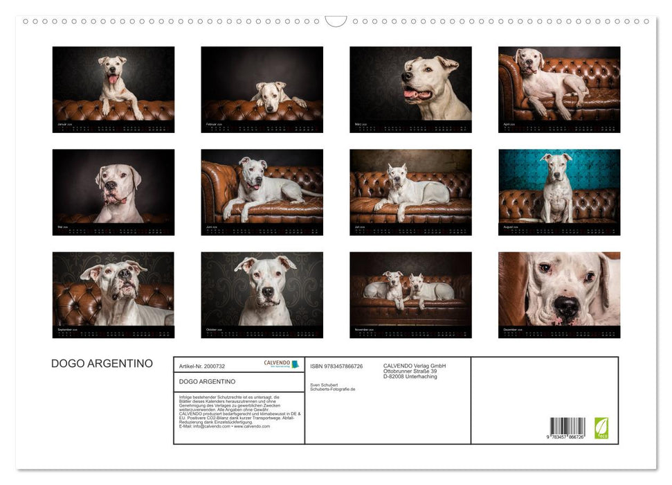 DOGO ARGENTINO (CALVENDO Wandkalender 2026)