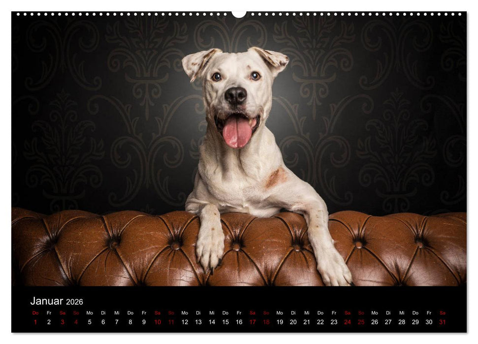 DOGO ARGENTINO (CALVENDO Wandkalender 2026)
