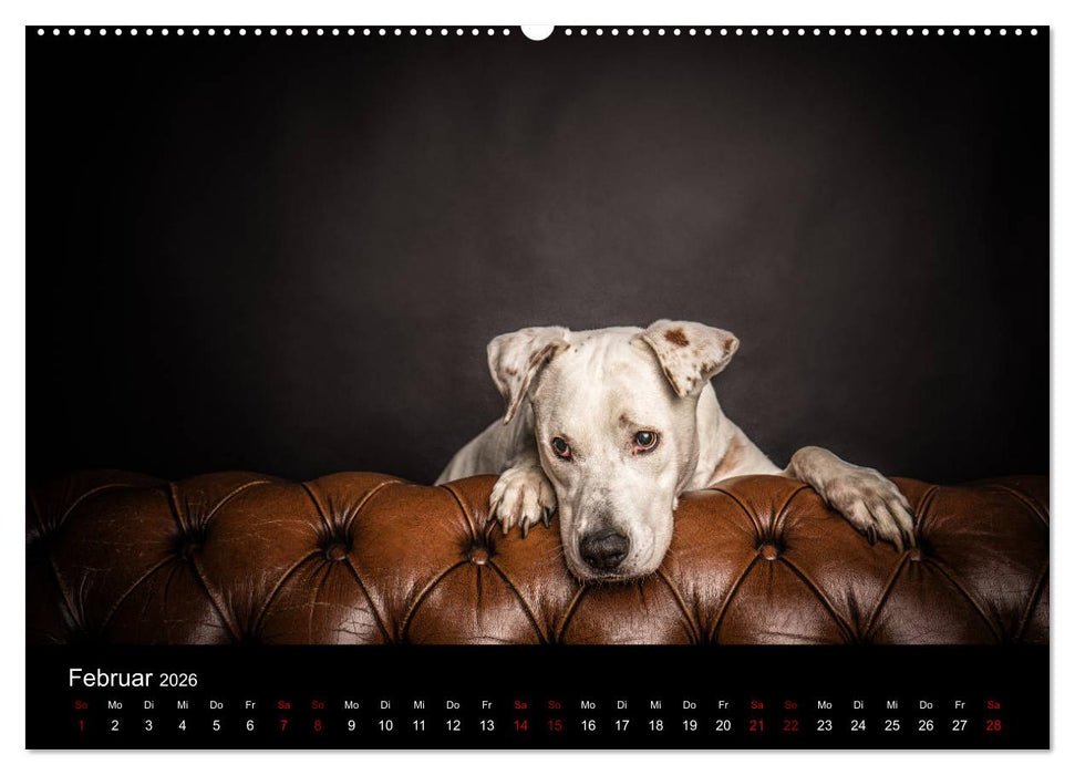 DOGO ARGENTINO (CALVENDO Wandkalender 2026)