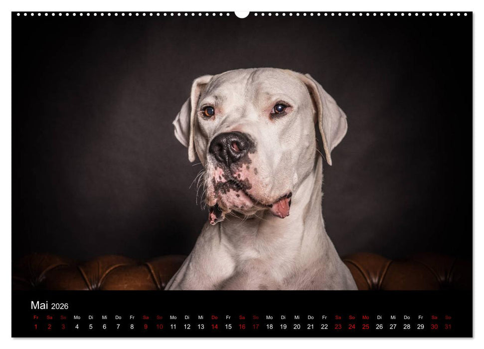 DOGO ARGENTINO (CALVENDO Wandkalender 2026)
