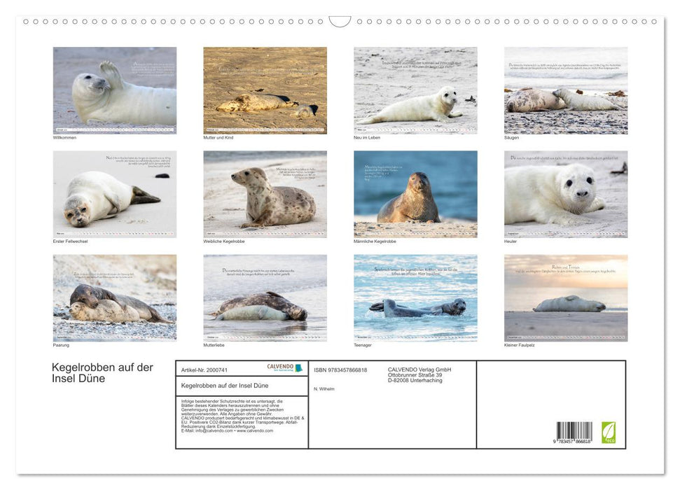 Kegelrobben auf der Insel Düne (CALVENDO Wandkalender 2026)